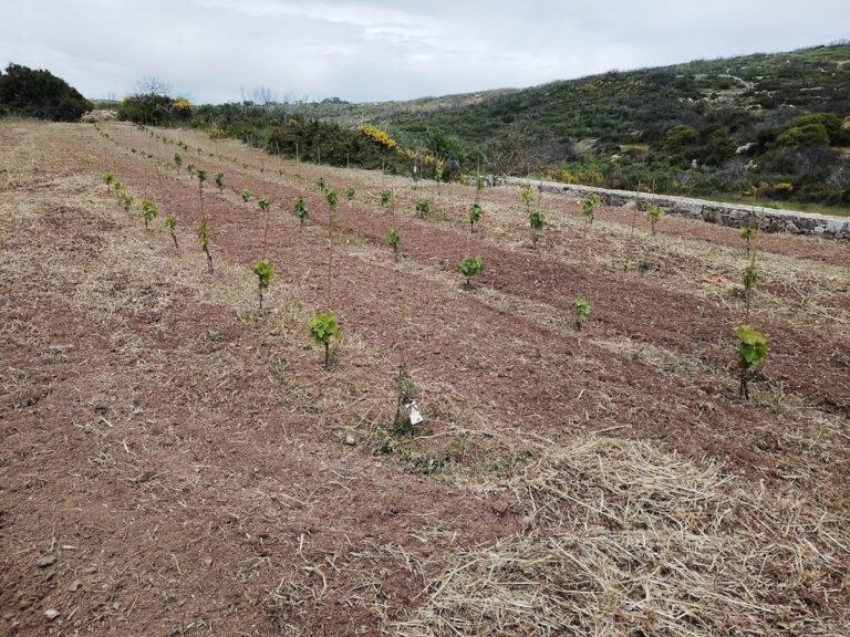 το νέο αμπέλι μας