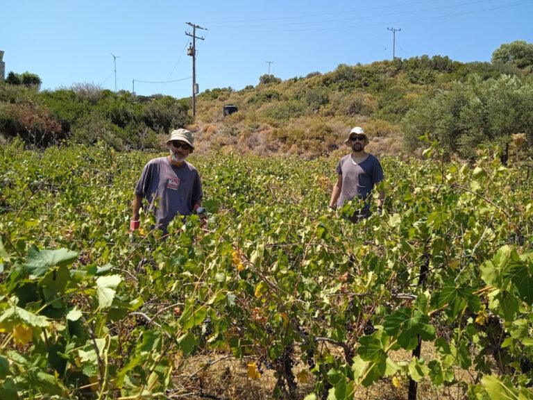 Οι εργάτες στο αμπέλι