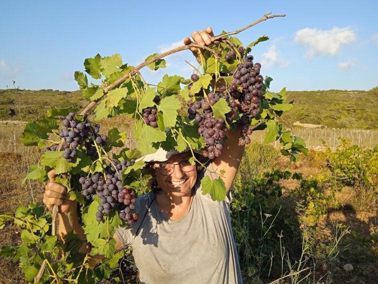 Σταφύλια από το κτήμα μας