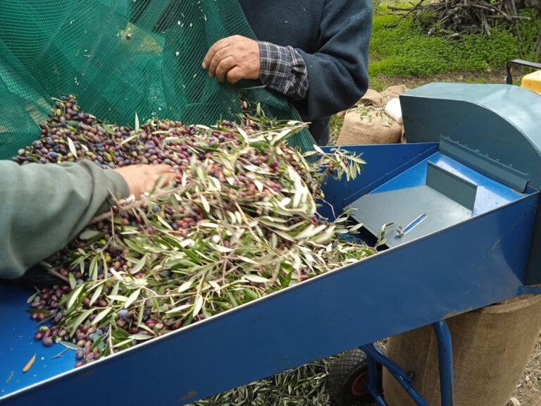 λιομάζεμα στο κτήμα Πορφυρούσα στα Κύθηρα