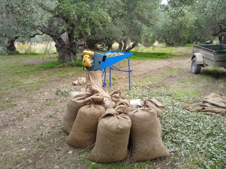 λιομάζεμα στο κτήμα Πορφυρούσα στα Κύθηρα