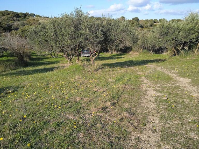 λιομάζεμα στο κτήμα Πορφυρούσα στα Κύθηρα