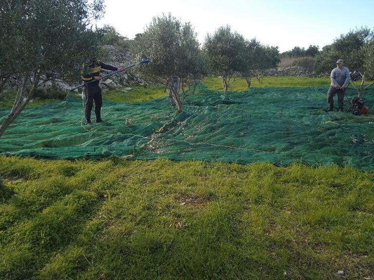 λιομάζεμα στο κτήμα Πορφυρούσα στα Κύθηρα