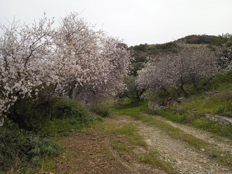 Ανθισμένα δέντρα στο κτήμα