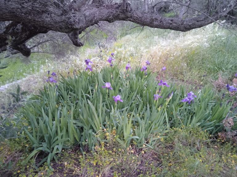 η χλωρίδα των Κυθήρων