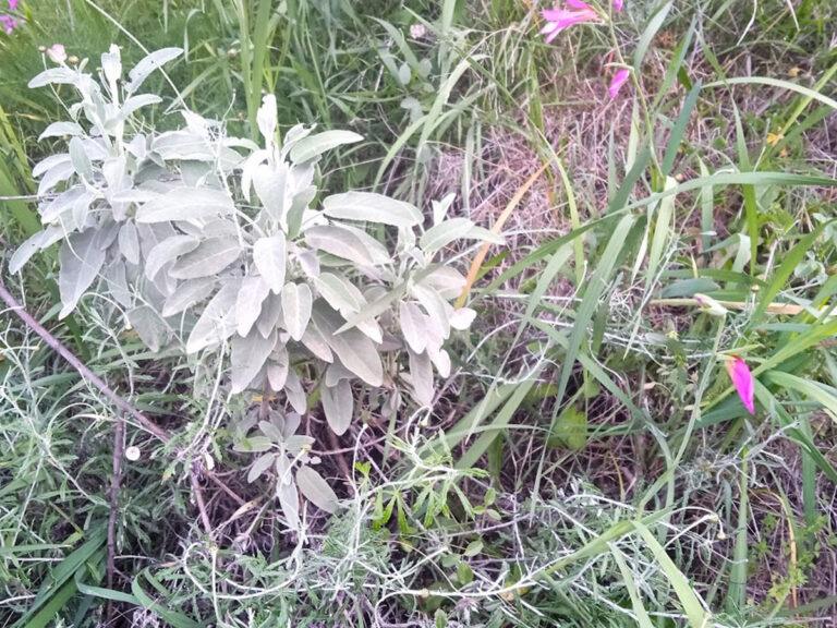 βότανα στο Κτήμα Πορφυρούσα