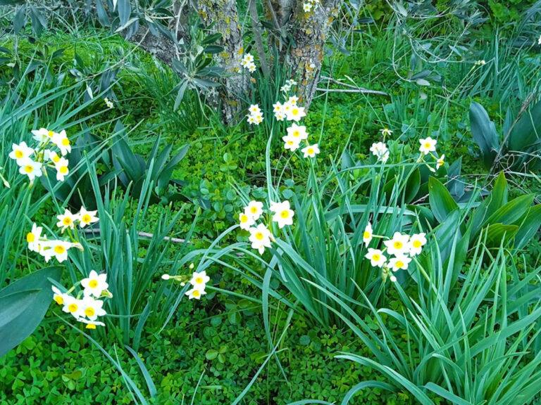 nature in Κτήμα Πορφυρούσα
